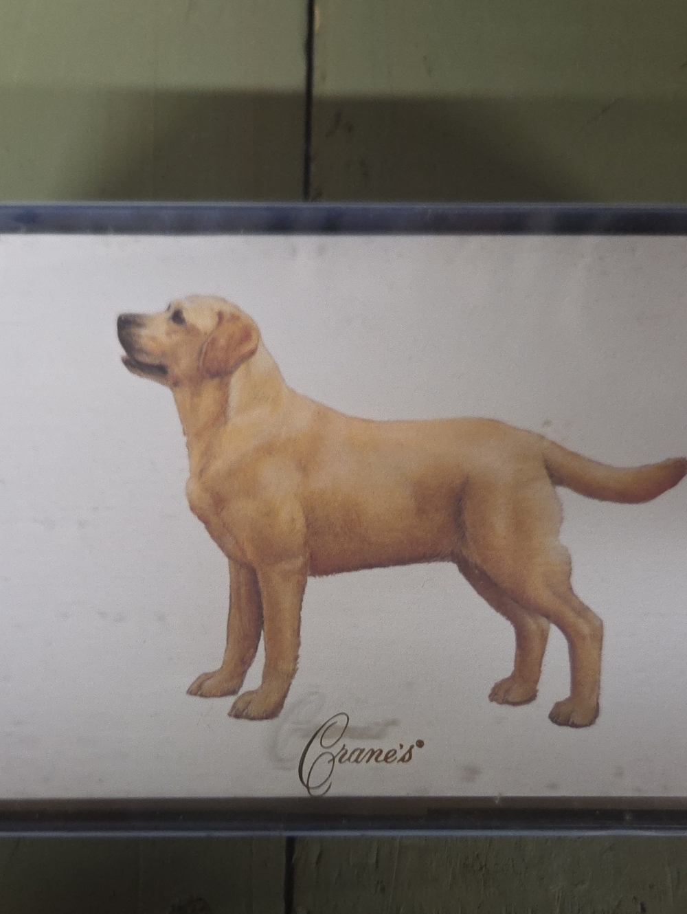 Crane's Yellow Lab Stationary